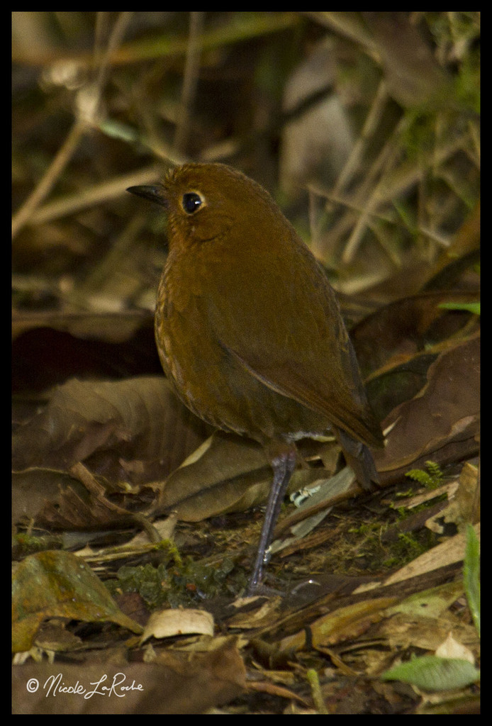 Urubamba Antpitta (Grallaria occabambae) photo