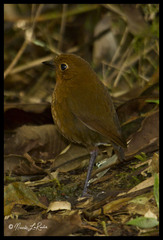 Grallaria occabambae