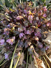 Helleborus orientalis