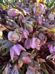 Helleborus orientalis