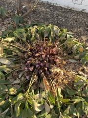 Helleborus orientalis