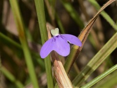 Utricularia leptorhyncha