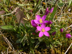 Centaurium chloodes