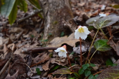 Shortia galacifolia