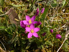 Centaurium chloodes