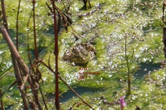 Lithobates montezumae