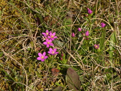 Centaurium chloodes