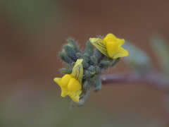 Linaria simplex