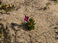 Centaurium chloodes