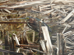 Butorides virescens image