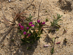 Centaurium chloodes