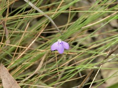 Utricularia leptorhyncha