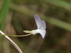 Utricularia leptorhyncha