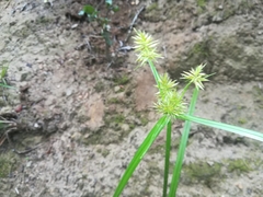 Cyperus uitenhagensis