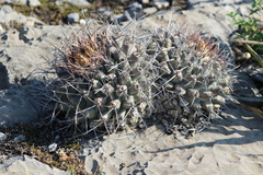 Thelocactus rinconensis