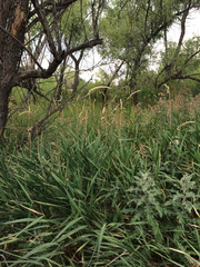 Psathyrostachys juncea