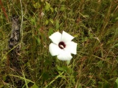 Abelmoschus moschatus