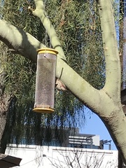 Haemorhous mexicanus