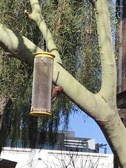 Haemorhous mexicanus