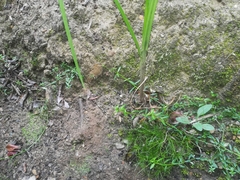 Cyperus uitenhagensis