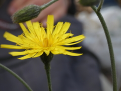 Hieracium glaucinum