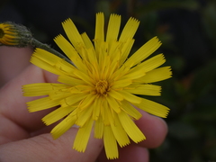 Hieracium glaucinum