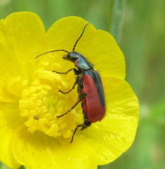 Malachius aeneus