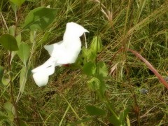 Abelmoschus moschatus