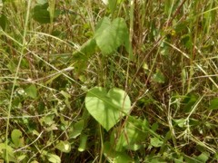 Abelmoschus moschatus