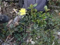 Hieracium glaucinum
