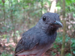 Thamnomanes ardesiacus