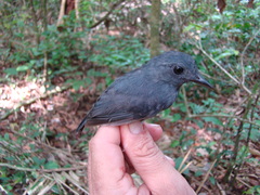 Thamnomanes ardesiacus