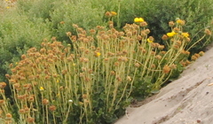Grindelia patagonica