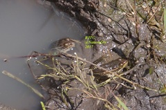 Lithobates montezumae