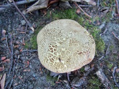 Rubroboletus legaliae