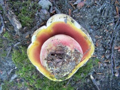 Rubroboletus legaliae