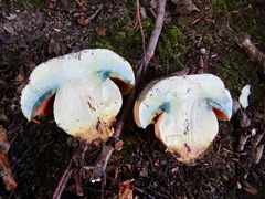 Rubroboletus legaliae