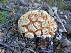 Rubroboletus legaliae
