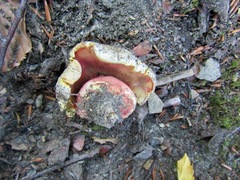 Rubroboletus legaliae