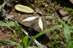 Sophista plinius