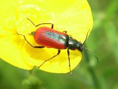 Malachius aeneus