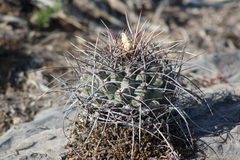 Thelocactus rinconensis