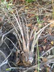 Tillandsia dasyliriifolia