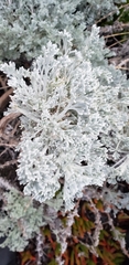 Artemisia pycnocephala