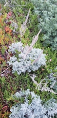 Artemisia pycnocephala