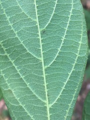 Alangium polyosmoides tomentosum