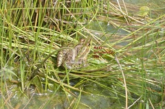 Lithobates montezumae