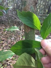 Alangium polyosmoides tomentosum
