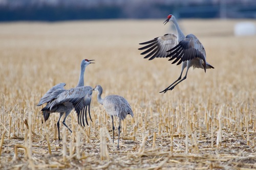 Sandhill Crane photographed in Nebraska