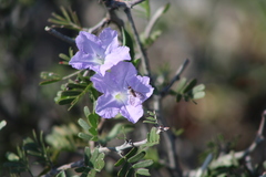 Phthiriinae